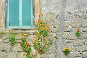 Finding Joy in Hardship