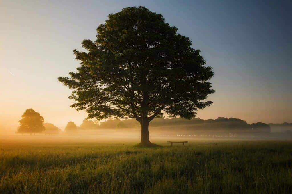 Large solitary tree in a peaceful field at sunrise with mist and distant trees.